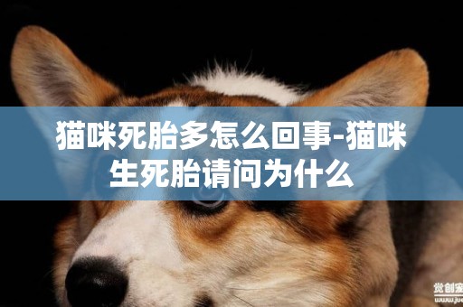 貓咪死胎多怎么回事-貓咪生死胎請問為什么