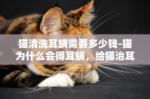 貓清洗耳螨需要多少錢-貓為什么會得耳螨，給貓治耳螨大概多少錢