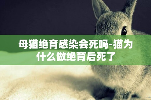 母貓絕育感染會死嗎-貓為什么做絕育后死了