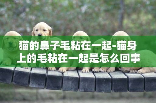 貓的鼻子毛粘在一起-貓身上的毛粘在一起是怎么回事
