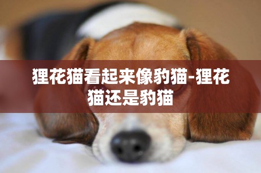 貍花貓看起來像豹貓-貍花貓還是豹貓