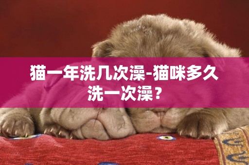 貓一年洗幾次澡-貓咪多久洗一次澡？