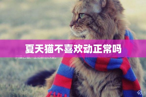 夏天貓不喜歡動正常嗎