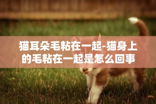 貓耳朵毛粘在一起-貓身上的毛粘在一起是怎么回事
