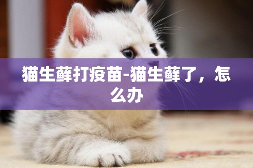 貓生蘚打疫苗-貓生蘚了，怎么辦