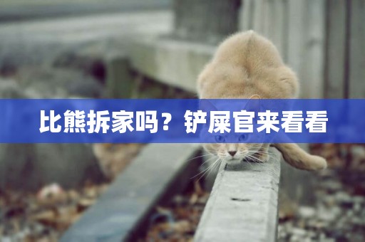 比熊拆家嗎？鏟屎官來看看