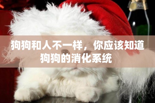 狗狗和人不一樣，你應該知道狗狗的消化系統 