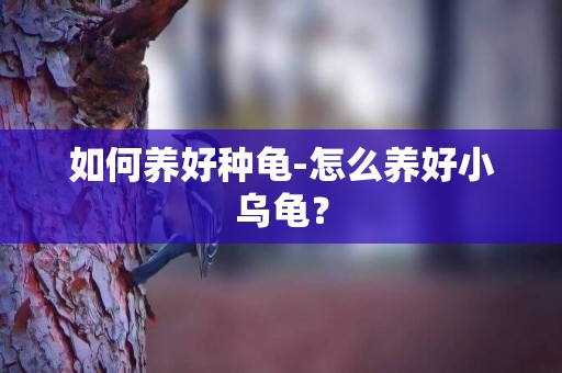 如何養好種龜-怎么養好小烏龜？