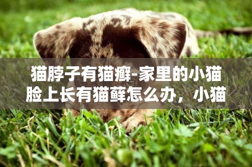 貓脖子有貓癬-家里的小貓臉上長有貓蘚怎么辦，小貓脖子長貓癬怎么辦