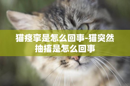 貓痙攣是怎么回事-貓突然抽搐是怎么回事