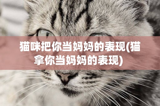 貓咪把你當媽媽的表現(貓拿你當媽媽的表現) 