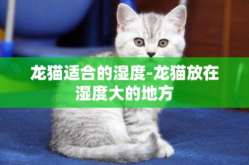 龍貓適合的濕度-龍貓放在濕度大的地方