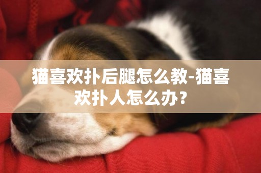 貓喜歡撲后腿怎么教-貓喜歡撲人怎么辦？