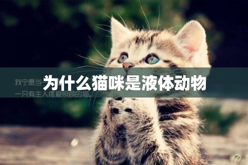 為什么貓咪是液體動物