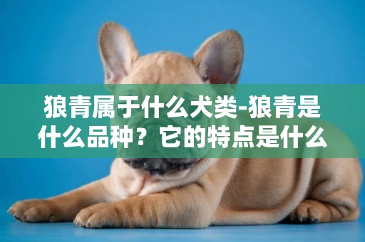 狼青屬于什么犬類-狼青是什么品種？它的特點是什么？是護衛犬嗎？