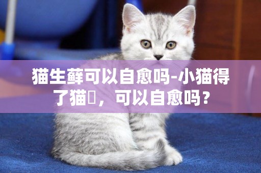 貓生蘚可以自愈嗎-小貓得了貓廯，可以自愈嗎？