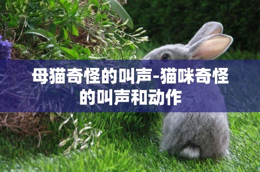母貓奇怪的叫聲-貓咪奇怪的叫聲和動作