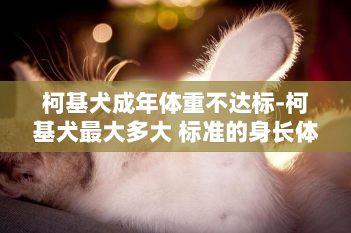 柯基犬成年體重不達標-柯基犬最大多大 標準的身長體重