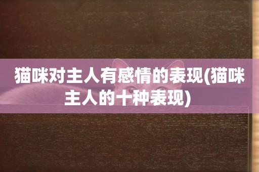 貓咪對主人有感情的表現(貓咪主人的十種表現) 