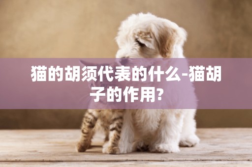 貓的胡須代表的什么-貓胡子的作用?