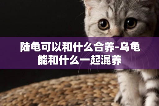 陸龜可以和什么合養-烏龜能和什么一起混養