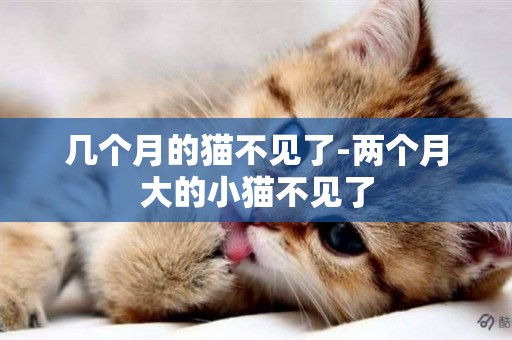 幾個月的貓不見了-兩個月大的小貓不見了