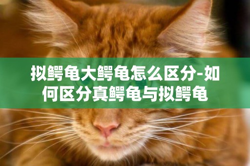 擬鱷龜大鱷龜怎么區分-如何區分真鱷龜與擬鱷龜