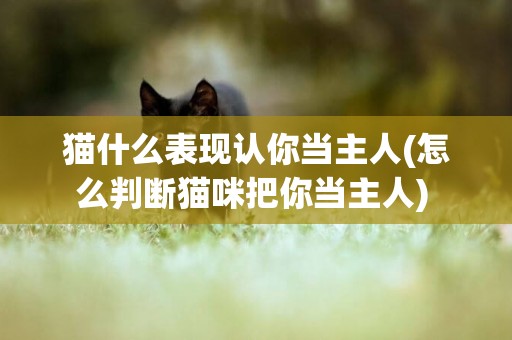 貓什么表現認你當主人(怎么判斷貓咪把你當主人) 