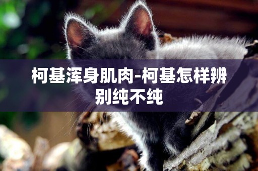 柯基渾身肌肉-柯基怎樣辨別純不純