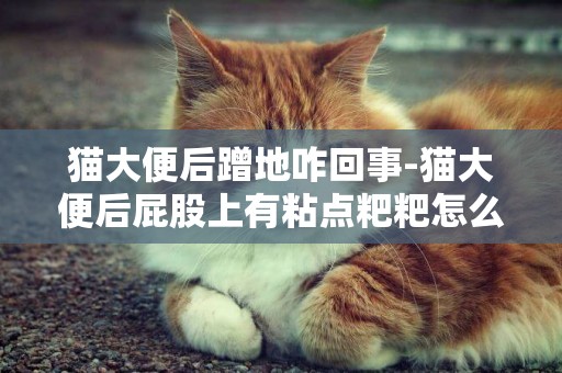 貓大便后蹭地咋回事-貓大便后屁股上有粘點粑粑怎么辦