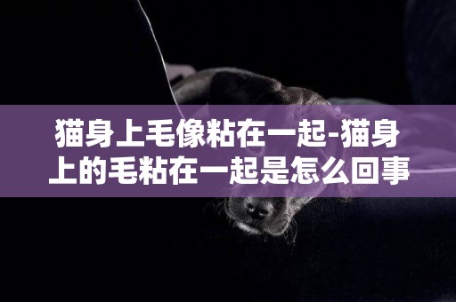 貓身上毛像粘在一起-貓身上的毛粘在一起是怎么回事