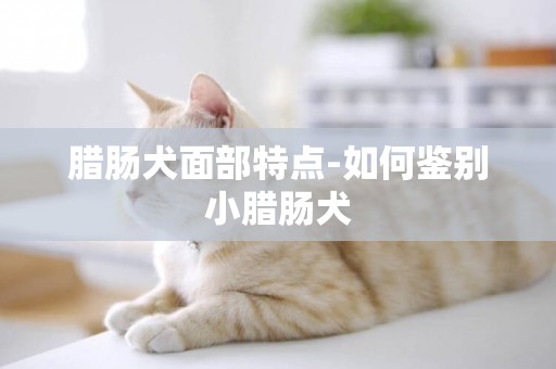 臘腸犬面部特點-如何鑒別小臘腸犬