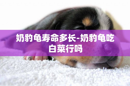 奶豹龜壽命多長-奶豹龜吃白菜行嗎