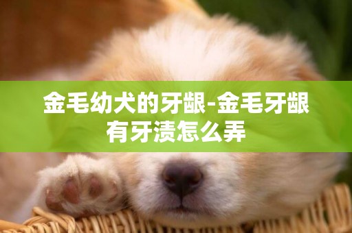 金毛幼犬的牙齦-金毛牙齦有牙漬怎么弄