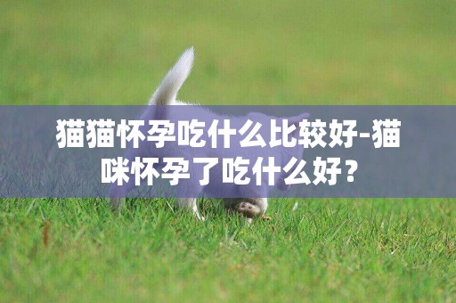 貓貓懷孕吃什么比較好-貓咪懷孕了吃什么好？