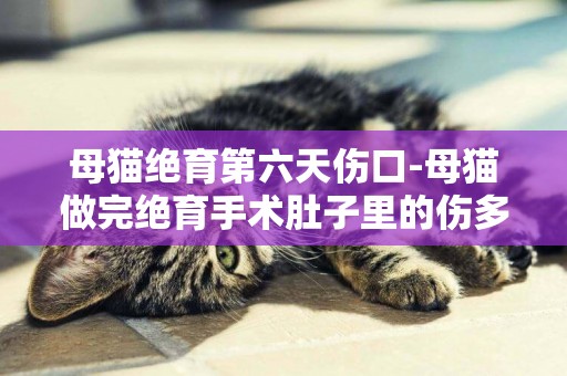 母貓絕育第六天傷口-母貓做完絕育手術肚子里的傷多久才能完全好