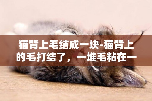 貓背上毛結成一塊-貓背上的毛打結了，一堆毛粘在一起，貓又不讓人碰，怎么辦？