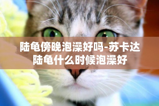陸龜傍晚泡澡好嗎-蘇卡達陸龜什么時候泡澡好