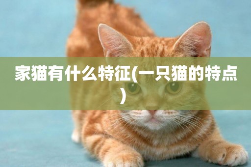 家貓有什么特征(一只貓的特點) 
