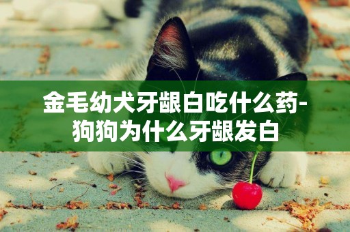 金毛幼犬牙齦白吃什么藥-狗狗為什么牙齦發白