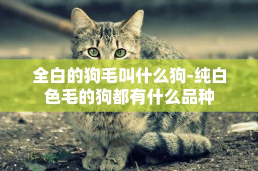 全白的狗毛叫什么狗-純白色毛的狗都有什么品種