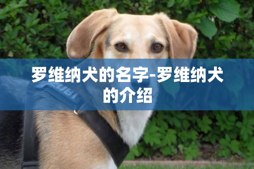 羅維納犬的名字-羅維納犬的介紹