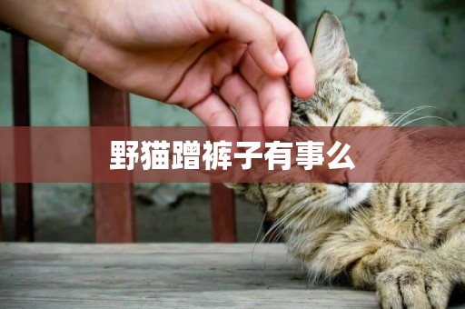 野貓蹭褲子有事么