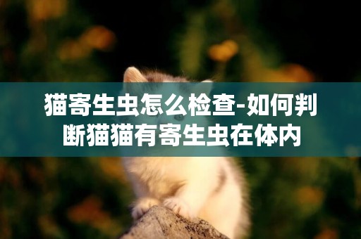 貓寄生蟲怎么檢查-如何判斷貓貓有寄生蟲在體內