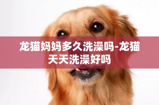 龍貓媽媽多久洗澡嗎-龍貓天天洗澡好嗎