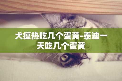 犬瘟熱吃幾個蛋黃-泰迪一天吃幾個蛋黃
