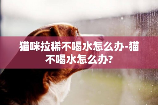 貓咪拉稀不喝水怎么辦-貓不喝水怎么辦?