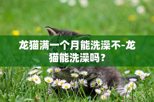 龍貓滿一個月能洗澡不-龍貓能洗澡嗎？