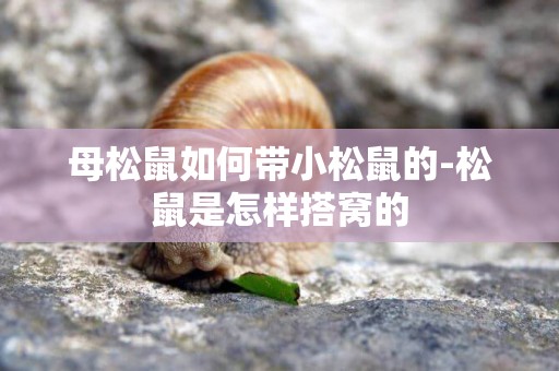 母松鼠如何帶小松鼠的-松鼠是怎樣搭窩的