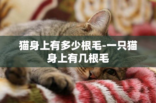 貓身上有多少根毛-一只貓身上有幾根毛
